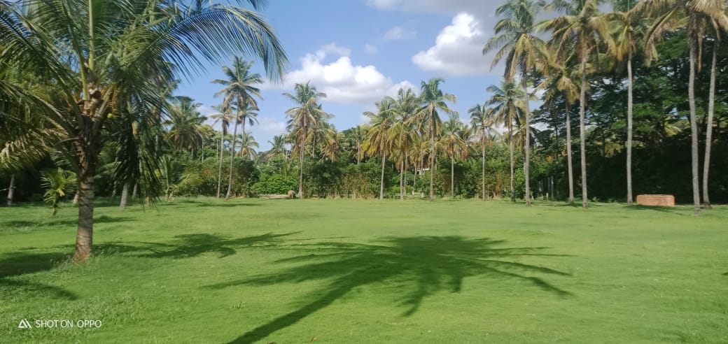 The Pavilion Lawn, Mysuru — photo 1