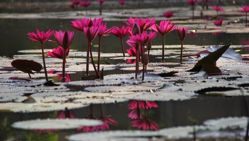 SPP Gardens, Chennai — photo 1