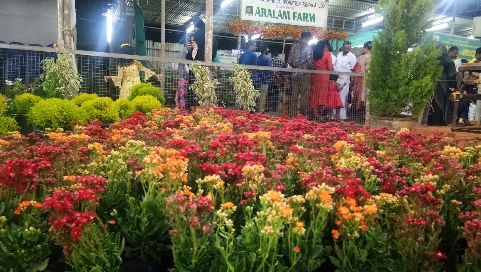 Town Square, Kannur — photo 5
