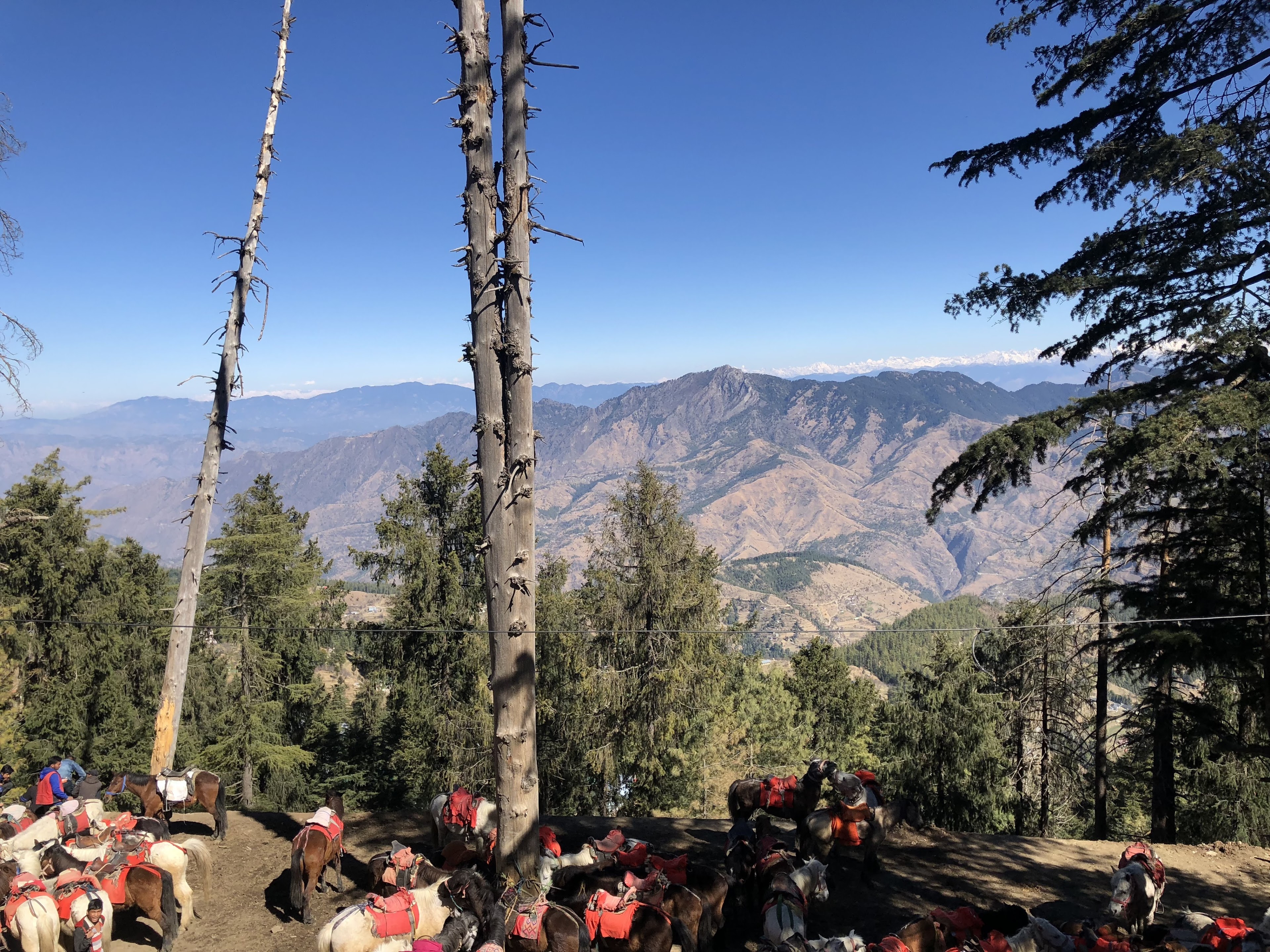 Wildflower Hall, An Oberoi Resort, Shimla, Shimla — photo 7