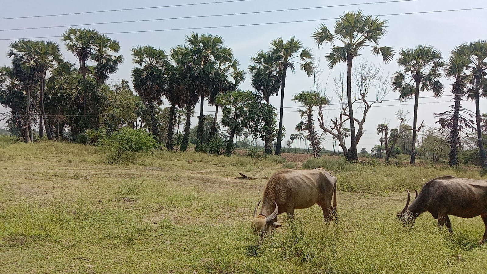 TMR Kalyanamandapam, Tirupati — photo 10