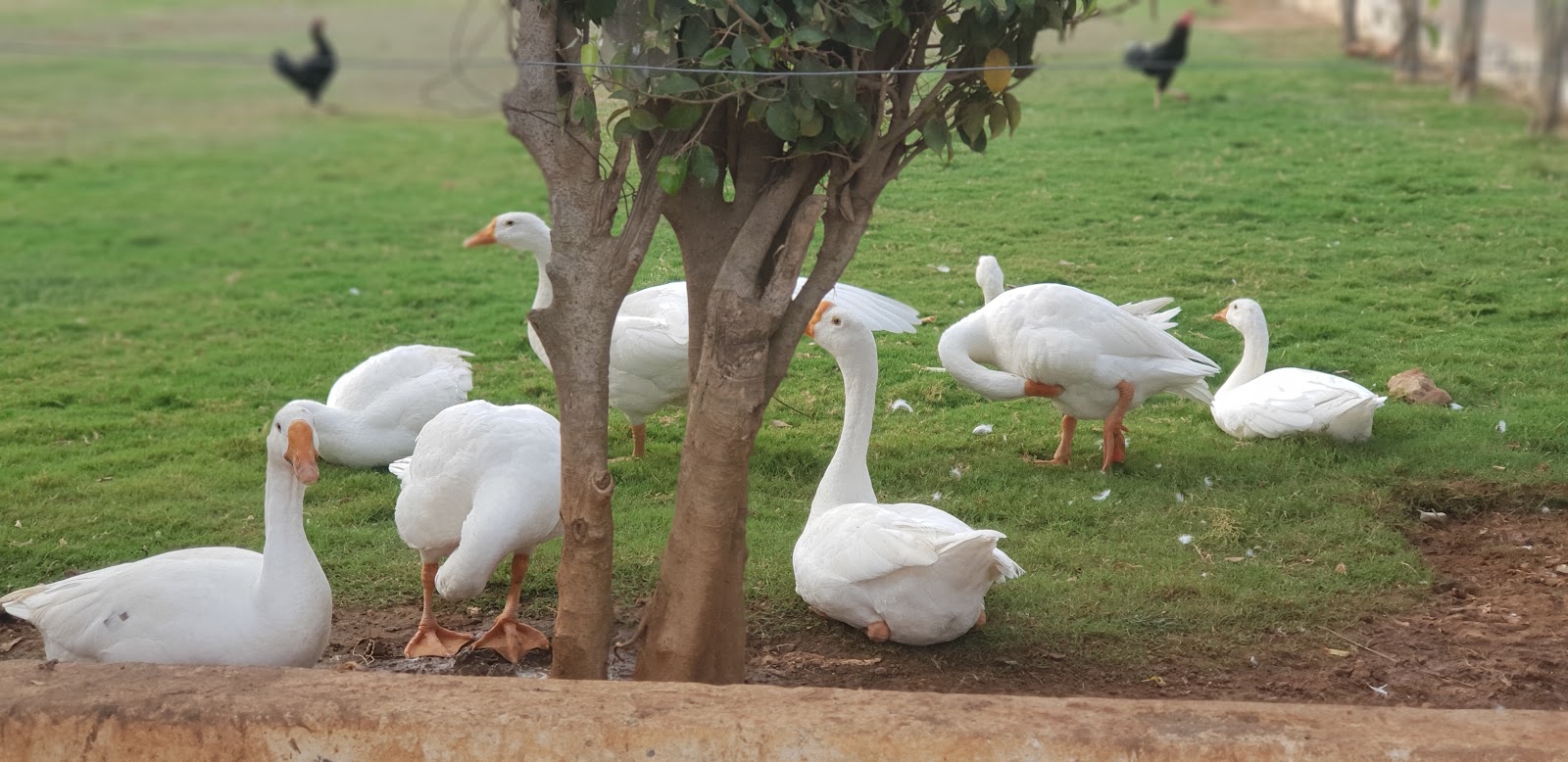 Anil Gardens, Nellore — photo 9