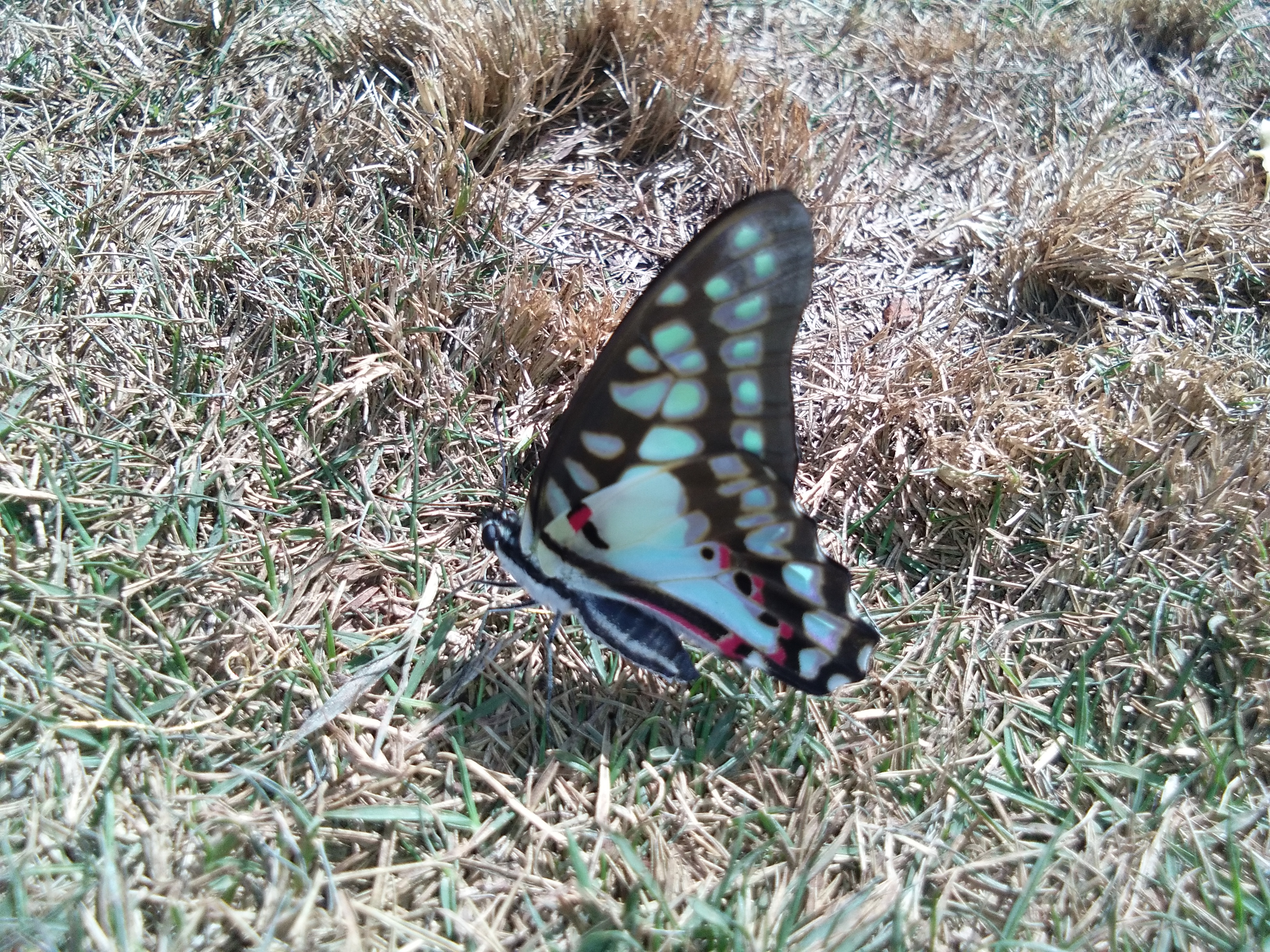 Prashanti Garden, Ujjain — photo 10