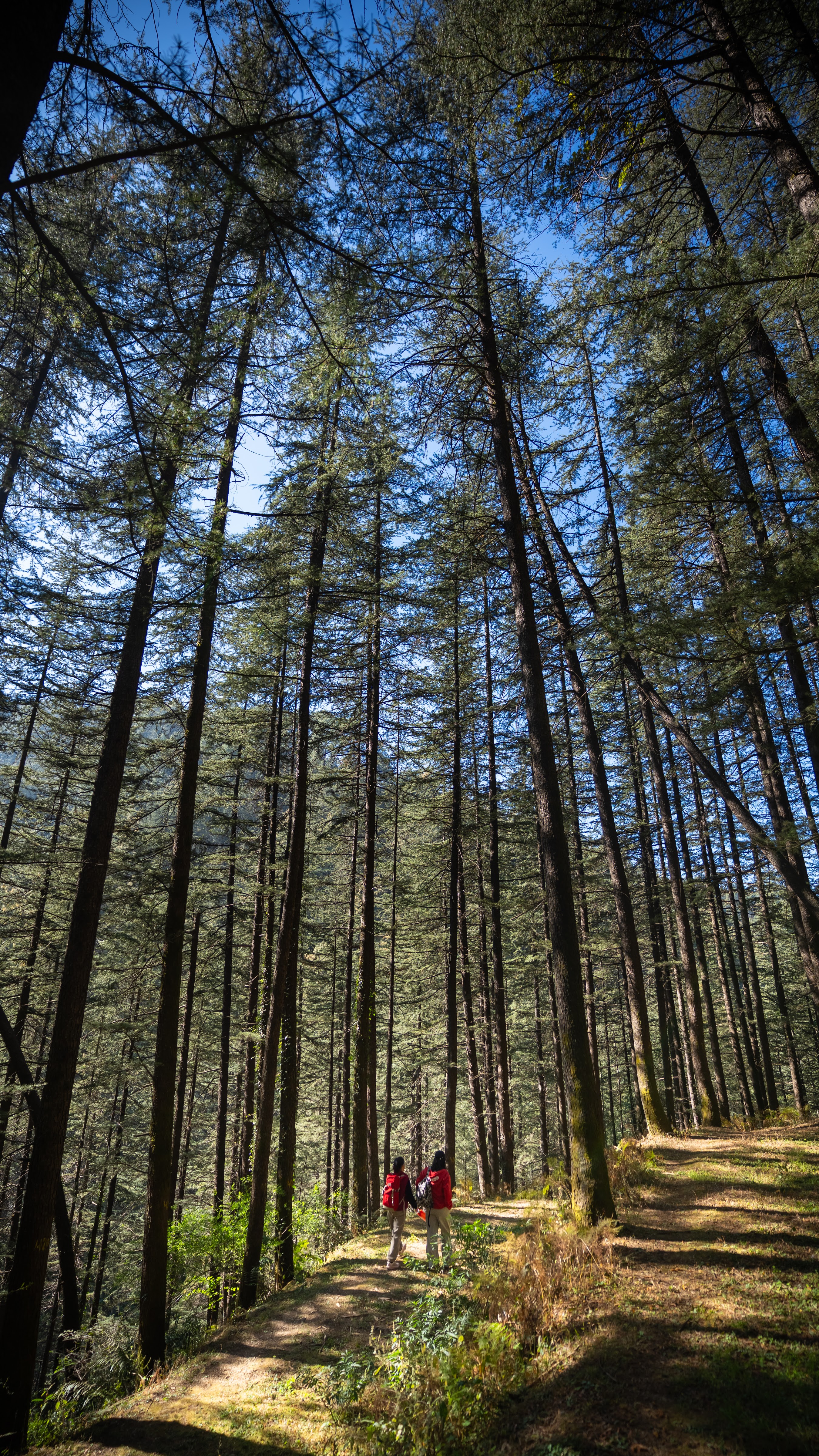 Shimla Havens Resort by Eco Hospitality, Shimla — photo 7