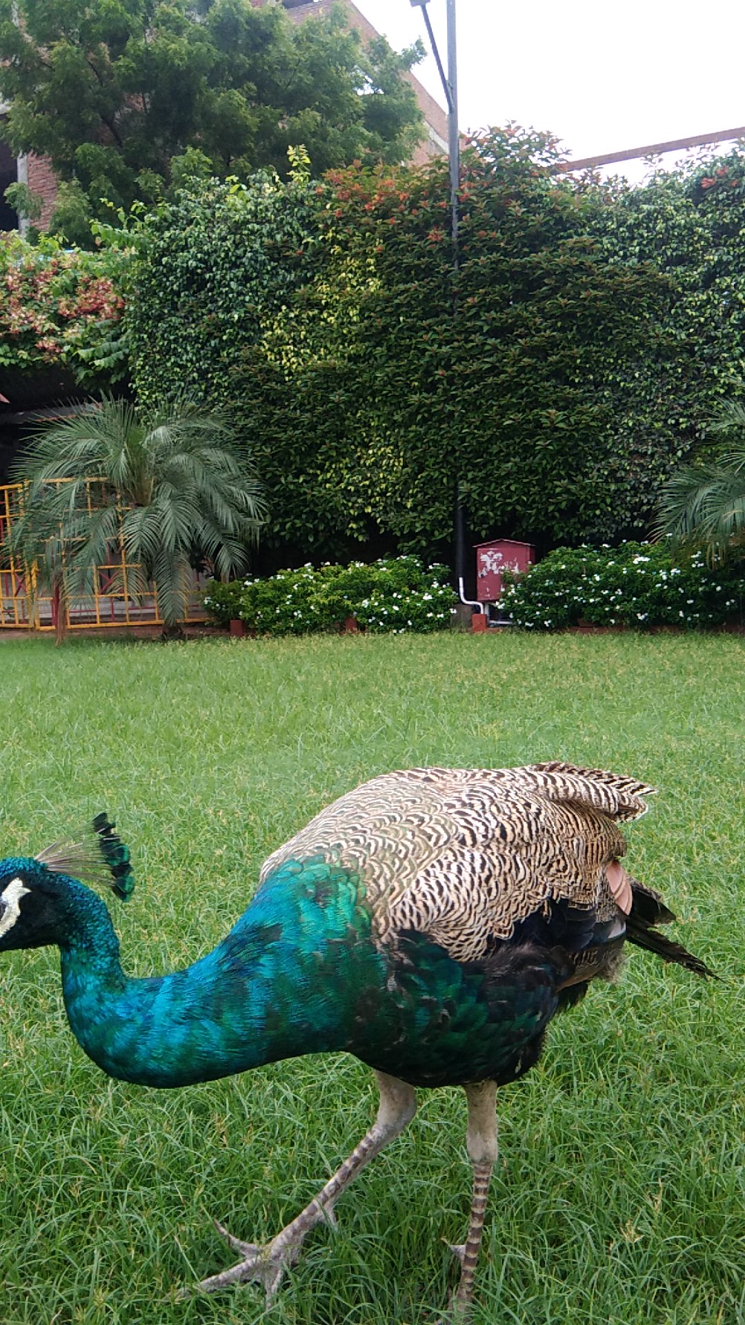 The Four Seasons : Party Lawn, Prayagraj — photo 9