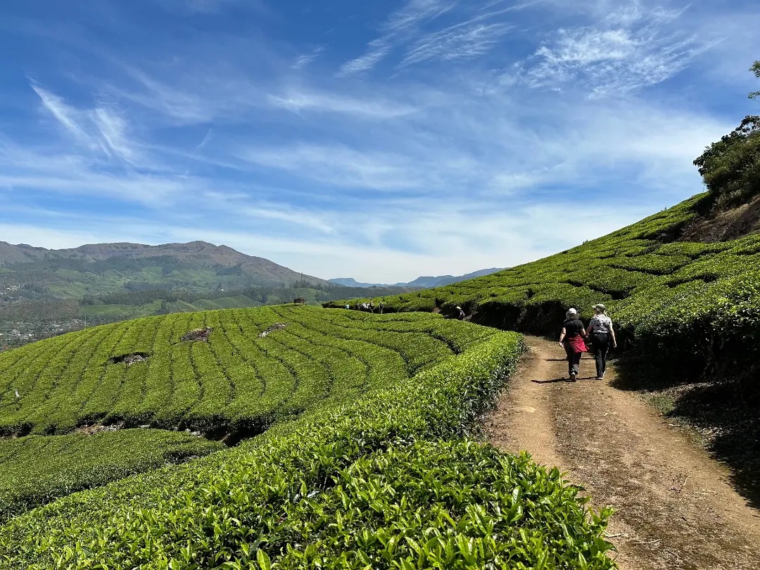 Blanket Hotel & Spa | Luxury 5 Star Resorts in Munnar, Pallivasal — photo 7
