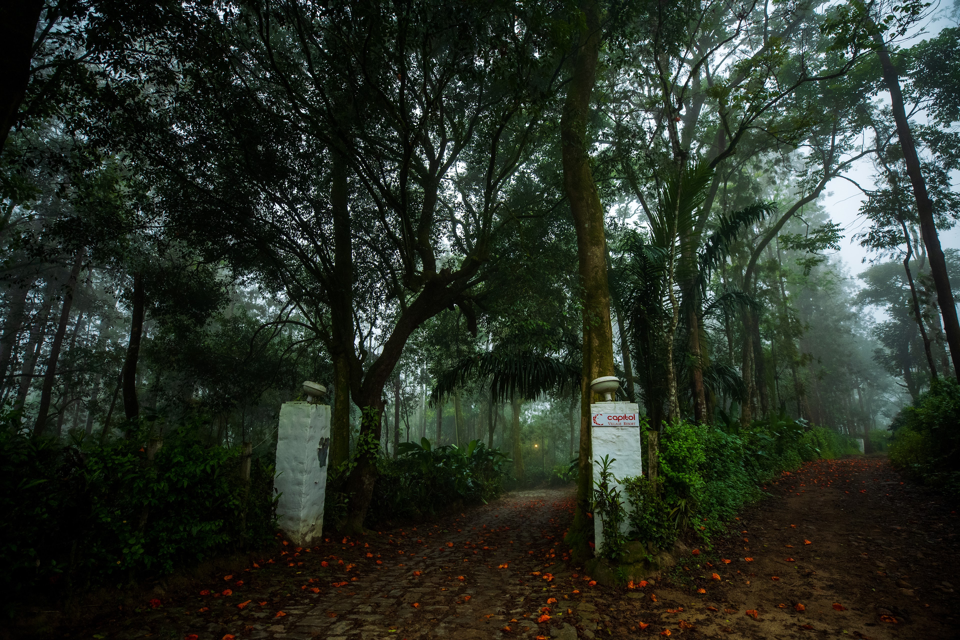 Capitol Village Resort, Madikeri — photo 2
