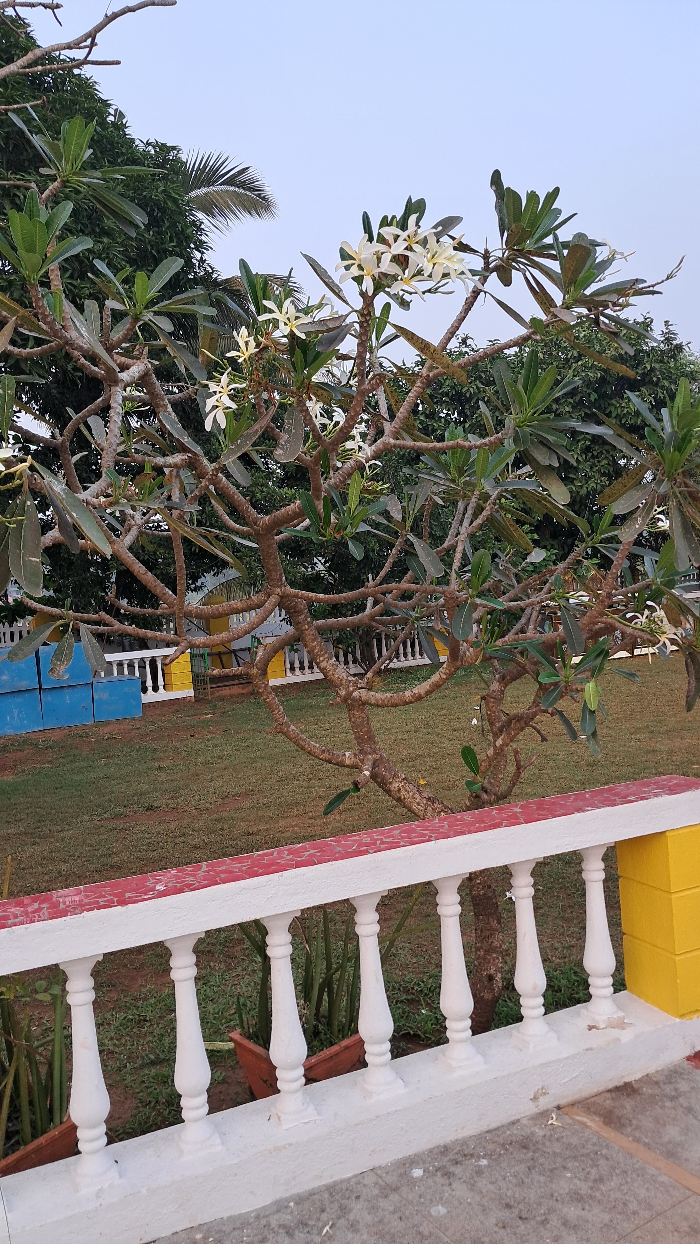 Little Field, Panaji — photo 4